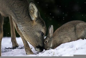 deer and bunny