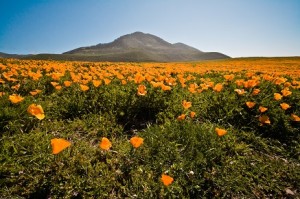 california poppy small