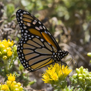 monarch butterfly