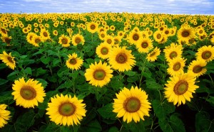 field of sunflowers