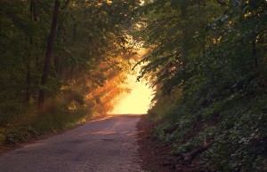 sunlit path