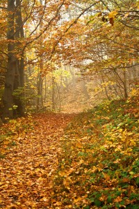 fall path unsplash